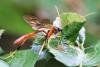 Aphanistes sp.